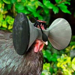 Шлем виртуальной реальности для кур